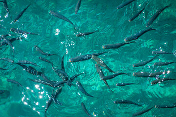 small fish in blue waters