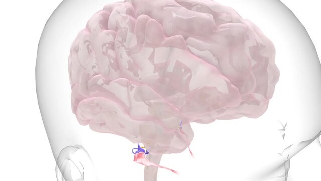 auditory pathway conveys the special sense of hearing. Information travels from the receptors in the organ of Corti of the inner ear