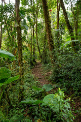 Fototapeta premium Inside of tropical rainforest, Baru volcano national park, Chiriqui, Panama - stock photo