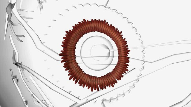 The ciliary body is found behind the iris and includes the ring-shaped muscle that changes the shape of the lens when the eye focuses