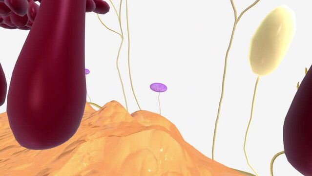 Ruffini Endings (or Corpuscles) are found in the superficial dermis of both hairy and glaborous skin