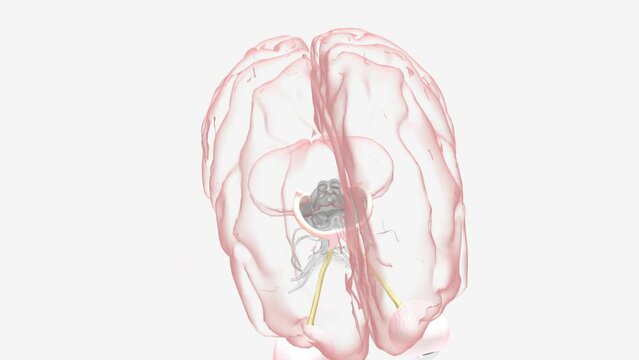 Optic Neuritis Impaired Vision