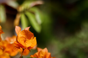 Fototapeta premium Bougainvillea buttiana flowers (paper flowers) that are in bloom look very beautiful as a front decoration for the house.