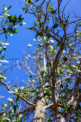 Mangrove trees that grow on the coast of Kenyamukan Beach look so fertile and are useful for preventing abrasion.