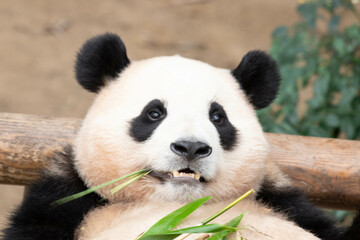 Obraz premium Funny pose of Happy Panda in South Korea, Fu Bao