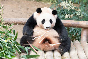Fototapeta premium Funny pose of Happy Panda in South Korea, Fu Bao