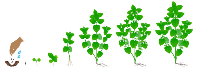 Cycle of growth of melissa officinalis plant isolated on a white background.