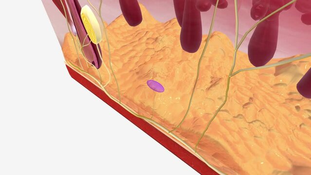 Ruffini Endings (or Corpuscles) are found in the superficial dermis of both hairy and glaborous skin