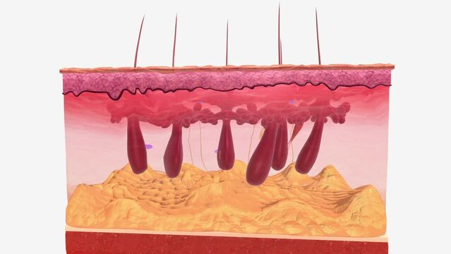 Pacinian corpuscles, also known as Vater-Pacini or lamellar corpuscles