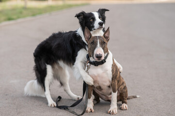 Black and white border collie hugging a brindle bull terrier on a walk. 