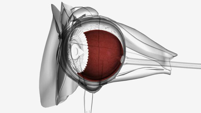 The choroid, also known as the choroidea or choroid coat, is a part of the uvea, the vascular layer of the eye, and contains connective tissues