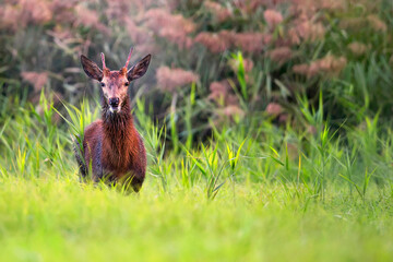 Red deer in the wild.