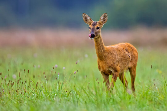 "Roe Deer" Images – Browse 85,876 Stock Photos, Vectors, and Video