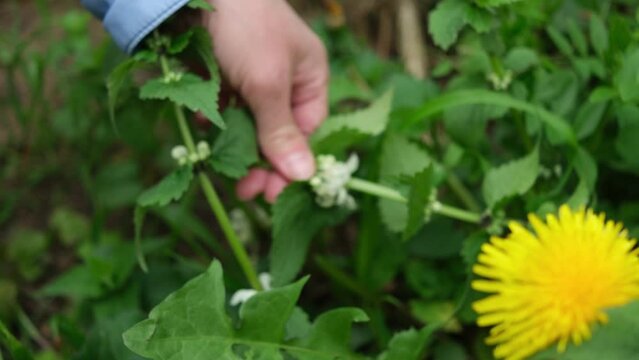 foraging edible herbs in spring: white dead-nettle