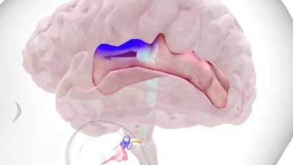 Auditory Pathway Primary auditory cortex