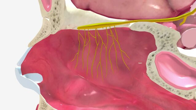 The olfactory epithelium is part of the olfactory sensory system, whose role is to pass along smell sensations to the brain