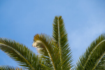 Obraz na płótnie Canvas Palm leaves with blue sky in the background