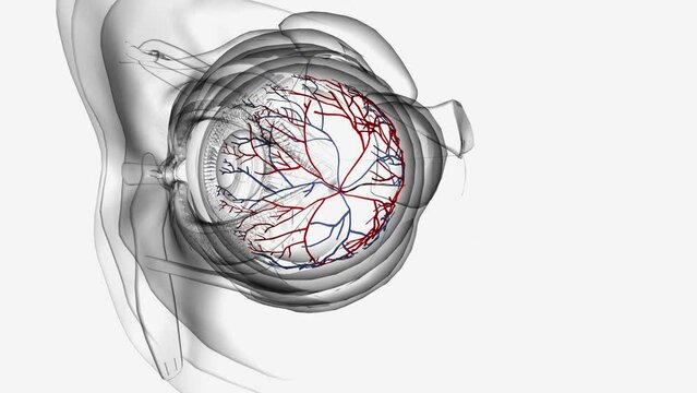 Eye Anatomy Blood Vessels