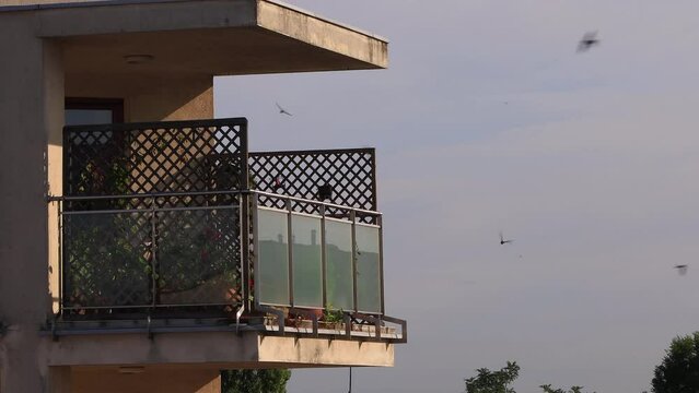 A flock of swifts ( Apus apus ) flying around the balcony of an apartment building around the nest. tongues fight mosquitoes and other insects, ecological and natural methods of combating nuisance ins