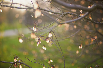 Dry seeds on the branch on a fall day