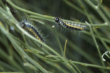 owad entomologia makro zbliżenie przyrody zwierzęcy szczegóły przyrodzie wild na zewnątrz lato 