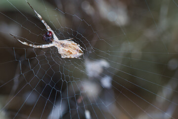 owad entomologia makro zbliżenie przyrody zwierzęcy szczegóły przyrodzie wild na zewnątrz lato 