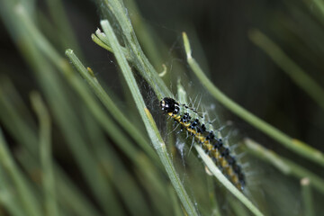 owad entomologia makro zbliżenie przyrody zwierzęcy szczegóły przyrodzie wild na zewnątrz lato 