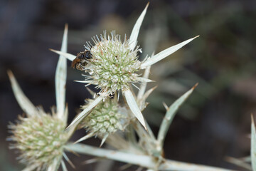 owad entomologia makro zbliżenie przyrody zwierzęcy szczegóły przyrodzie wild na zewnątrz lato 