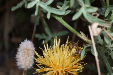 owad entomologia makro zbliżenie przyrody zwierzęcy szczegóły przyrodzie wild na zewnątrz lato 