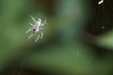 owad entomologia makro zbliżenie przyrody zwierzęcy szczegóły przyrodzie wild na zewnątrz lato 