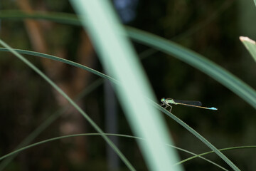 owad entomologia makro zbliżenie przyrody zwierzęcy szczegóły przyrodzie wild na zewnątrz lato 