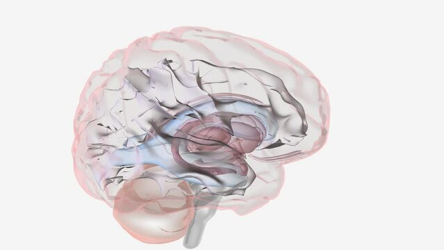 Cerebral Palsy Periventricular Leukomalacia