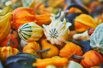 Many decorative pumpkins on display at the farmers market in France