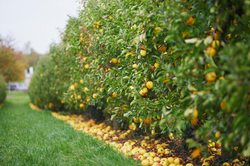 ripe organic apples on apple tree branch