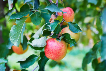 ripe organic apples on apple tree branch