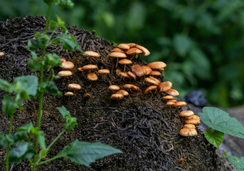 Mushrooms growing on the stub of a tree