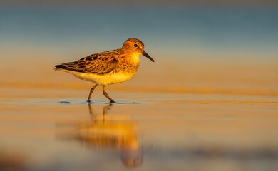 Little Stint (Calidris minuta) is is a wetland bird that lives in the northern parts of the...