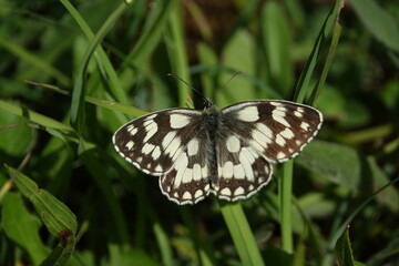 marbled white butterfly (Melanargia galathea)
