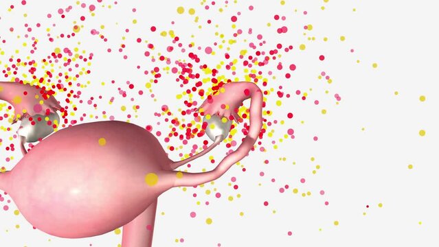 LH and FSH stimulates ovaries to produce estrogen and progesterone