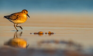 Little Stint (Calidris minuta) is is a wetland bird that lives in the northern parts of the...
