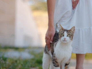 cute cats of the island of Rhodes