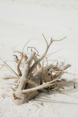 Drift wood in a desert island in Siargao, Philippines.
