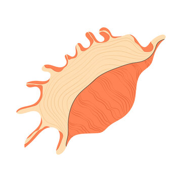 recommend clip art: Sea shell. Marine conch, mollusc in seashell. Underwater triton mollusk. Ocean under water shellfish. Exotic beach decoration. Flat vector illustration isolated on white background