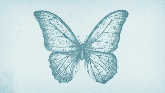 Retro Butterfly Drawing Ink Reveal/ 4k motion graphics of sketched butterfly insect ink drawing revealed background