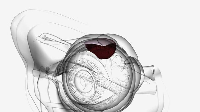 The superior rectus has a primary action of elevating the eye, causing the cornea to move superiorly