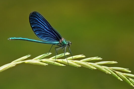 Blauflügel-Prachtlibelle (Calopteryx virgo) Männchen auf der grünen Ähre einer Kriech-Quecke (Elymus repens) - Baden-Württemberg, Deutschland