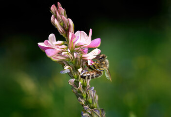 Rosa Blüten einer Saat-Esparsette (Onobrychis viciifolia) mit Biene (Westliche Honigbiene - Apis mellifera) vor dunkelgrünem Bokeh - Baden-Württemberg, Deutschland