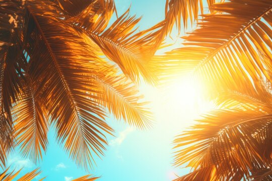 Tropical palm tree with sun light on sunset sky, Summer vacation and nature travel adventure concept.