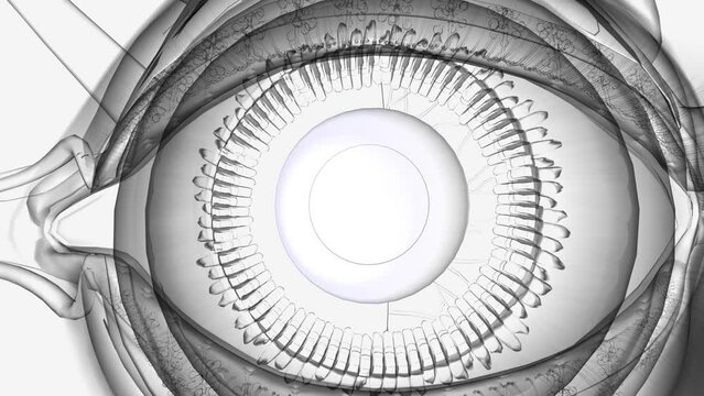 Eye Anatomy Lens