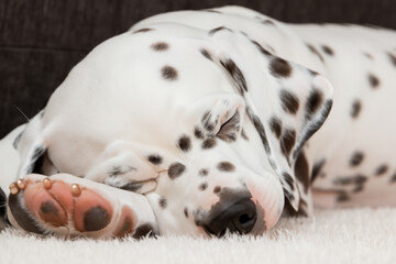 Dappled Delight: Captivating Dalmatian Canine Beauty